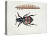 Close-Up of a Beetle and a Larva (Necrophorus Vespillo)-null-Stretched Canvas