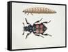 Close-Up of a Beetle and a Larva (Necrophorus Vespillo)-null-Framed Stretched Canvas