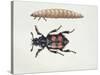 Close-Up of a Beetle and a Larva (Necrophorus Vespillo)-null-Stretched Canvas