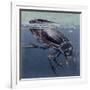 Close-Up of a Beetle in Water (Hydrophilus Piceus)-null-Framed Giclee Print