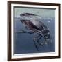 Close-Up of a Beetle in Water (Hydrophilus Piceus)-null-Framed Giclee Print