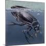 Close-Up of a Beetle in Water (Hydrophilus Piceus)-null-Mounted Giclee Print