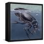 Close-Up of a Beetle in Water (Hydrophilus Piceus)-null-Framed Stretched Canvas