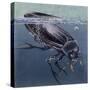Close-Up of a Beetle in Water (Hydrophilus Piceus)-null-Stretched Canvas