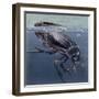 Close-Up of a Beetle in Water (Hydrophilus Piceus)-null-Framed Giclee Print