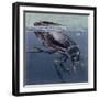 Close-Up of a Beetle in Water (Hydrophilus Piceus)-null-Framed Giclee Print