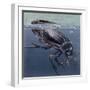 Close-Up of a Beetle in Water (Hydrophilus Piceus)-null-Framed Giclee Print