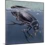 Close-Up of a Beetle in Water (Hydrophilus Piceus)-null-Mounted Giclee Print