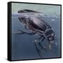 Close-Up of a Beetle in Water (Hydrophilus Piceus)-null-Framed Stretched Canvas