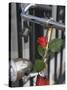 Close Up of a Bicycle with a Rose for Decoration, Amsterdam, Netherlands, Europe-Amanda Hall-Stretched Canvas