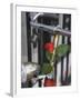 Close Up of a Bicycle with a Rose for Decoration, Amsterdam, Netherlands, Europe-Amanda Hall-Framed Photographic Print