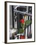 Close Up of a Bicycle with a Rose for Decoration, Amsterdam, Netherlands, Europe-Amanda Hall-Framed Photographic Print