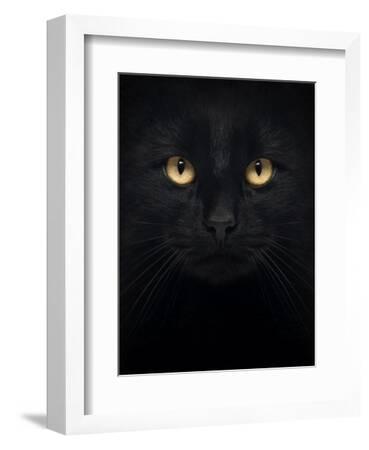 D A Black Cat Isolated On A Art Print Home Decor Wall Art Poster 