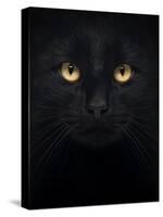 Close-Up Of A Black Cat Looking At The Camera, Isolated On White-Life on White-Stretched Canvas