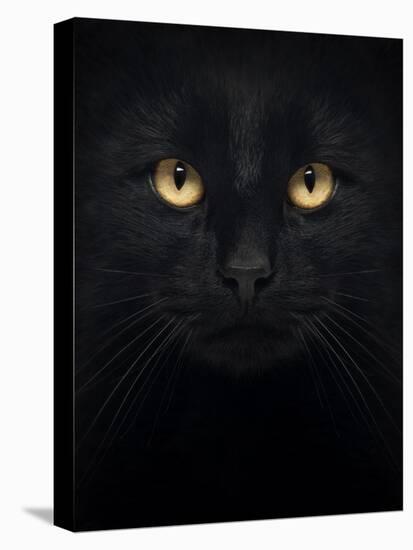 Close-Up Of A Black Cat Looking At The Camera, Isolated On White-Life on White-Stretched Canvas