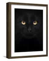 Close-Up Of A Black Cat Looking At The Camera, Isolated On White-Life on White-Framed Art Print