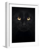 Close-Up Of A Black Cat Looking At The Camera, Isolated On White-Life on White-Framed Art Print