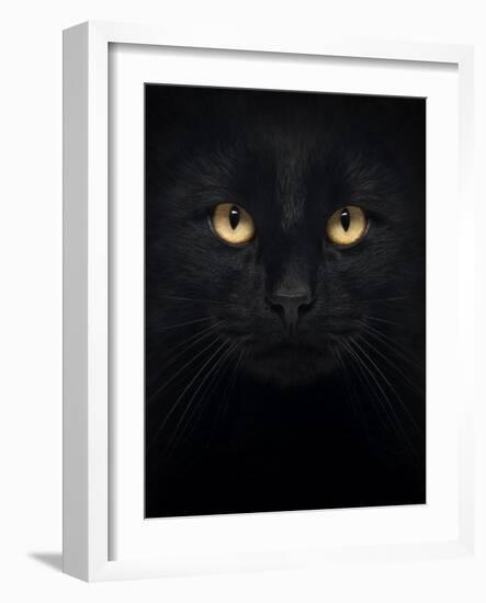 Close-Up Of A Black Cat Looking At The Camera, Isolated On White-Life on White-Framed Art Print