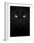 Close-Up Of A Black Cat Looking At The Camera, Isolated On White-Life on White-Framed Art Print