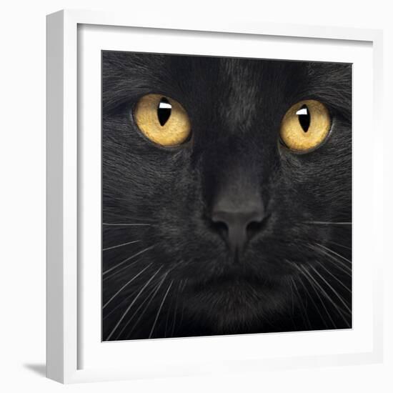 Close-Up Of A Black Cat-Life on White-Framed Art Print