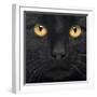 Close-Up Of A Black Cat-Life on White-Framed Art Print