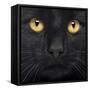 Close-Up Of A Black Cat-Life on White-Framed Stretched Canvas