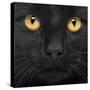 Close-Up Of A Black Cat-Life on White-Stretched Canvas