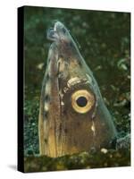 Close-Up of a Blacksaddle Snake Eel Head, Lembeh Strait, Indonesia-Stocktrek Images-Stretched Canvas