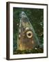 Close-Up of a Blacksaddle Snake Eel Head, Lembeh Strait, Indonesia-Stocktrek Images-Framed Photographic Print