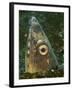 Close-Up of a Blacksaddle Snake Eel Head, Lembeh Strait, Indonesia-Stocktrek Images-Framed Photographic Print