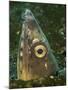 Close-Up of a Blacksaddle Snake Eel Head, Lembeh Strait, Indonesia-Stocktrek Images-Mounted Photographic Print