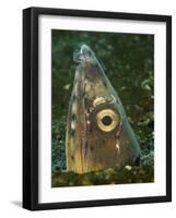 Close-Up of a Blacksaddle Snake Eel Head, Lembeh Strait, Indonesia-Stocktrek Images-Framed Photographic Print