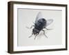 Close-Up of a Blowfly (Calliphora Vicina)-null-Framed Giclee Print