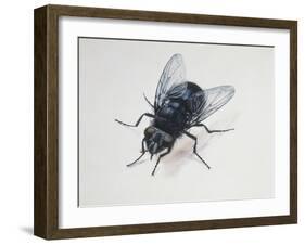 Close-Up of a Blowfly (Calliphora Vicina)-null-Framed Giclee Print