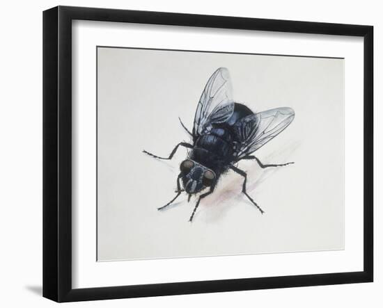 Close-Up of a Blowfly (Calliphora Vicina)-null-Framed Giclee Print