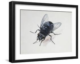 Close-Up of a Blowfly (Calliphora Vicina)-null-Framed Giclee Print