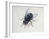 Close-Up of a Blowfly (Calliphora Vicina)-null-Framed Giclee Print