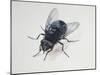 Close-Up of a Blowfly (Calliphora Vicina)-null-Mounted Giclee Print