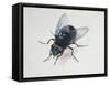 Close-Up of a Blowfly (Calliphora Vicina)-null-Framed Stretched Canvas