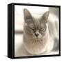 Close Up of a Blue American Burmese Cat-Rona Schwarz-Framed Stretched Canvas