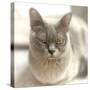 Close Up of a Blue American Burmese Cat-Rona Schwarz-Stretched Canvas