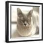 Close Up of a Blue American Burmese Cat-Rona Schwarz-Framed Photographic Print