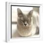 Close Up of a Blue American Burmese Cat-Rona Schwarz-Framed Photographic Print