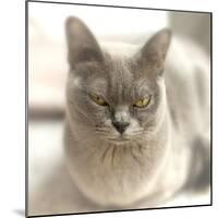 Close Up of a Blue American Burmese Cat-Rona Schwarz-Mounted Photographic Print