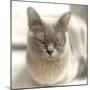 Close Up of a Blue American Burmese Cat-Rona Schwarz-Mounted Photographic Print