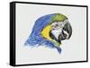 Close-Up of a Blue-And-Yellow Macaw (Ara Ararauna)-null-Framed Stretched Canvas