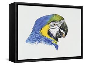 Close-Up of a Blue-And-Yellow Macaw (Ara Ararauna)-null-Framed Stretched Canvas