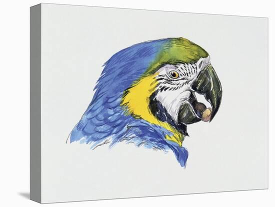 Close-Up of a Blue-And-Yellow Macaw (Ara Ararauna)-null-Stretched Canvas