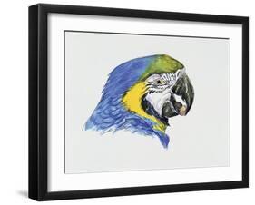 Close-Up of a Blue-And-Yellow Macaw (Ara Ararauna)-null-Framed Giclee Print