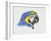 Close-Up of a Blue-And-Yellow Macaw (Ara Ararauna)-null-Framed Giclee Print